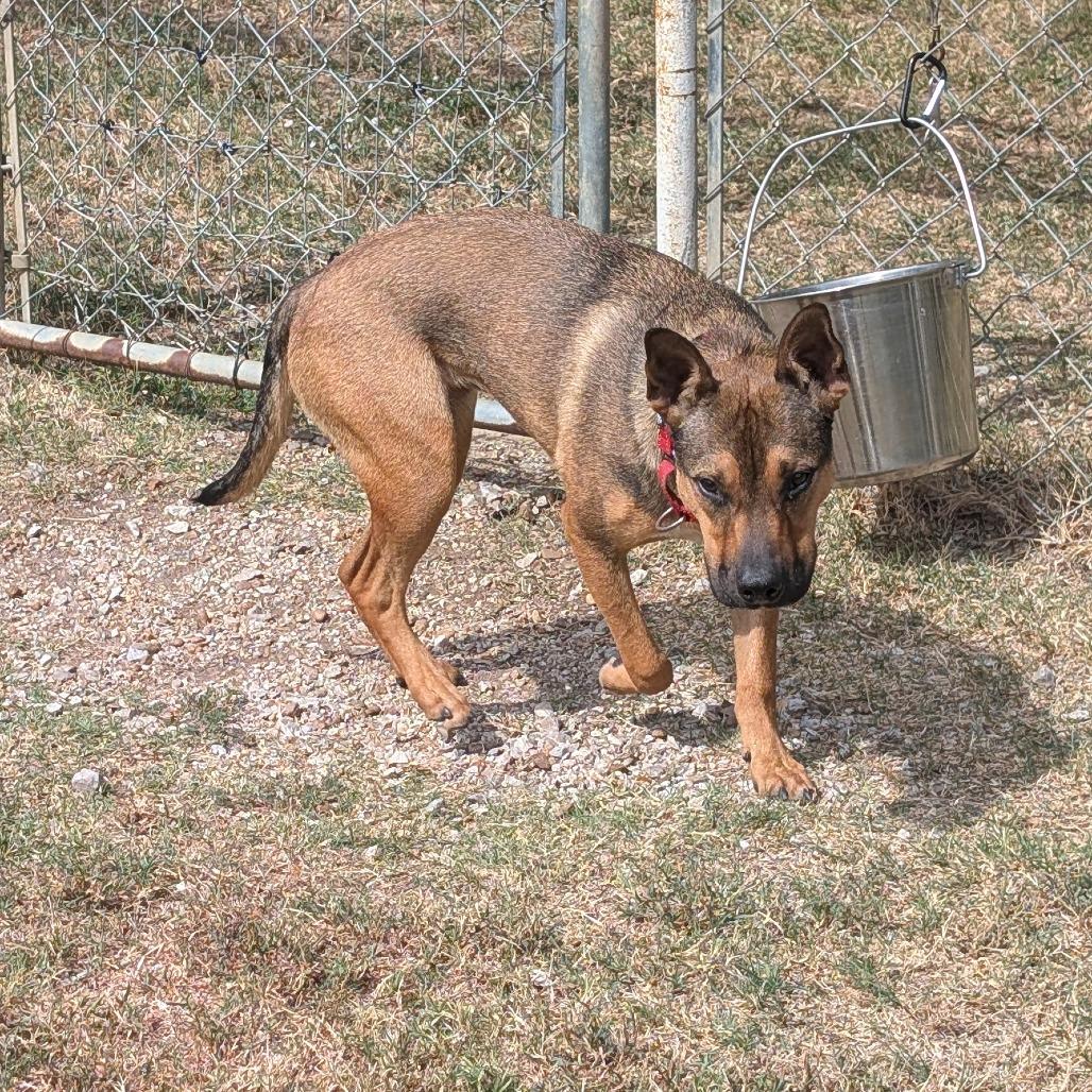 Enlarge Lenny, a Adoptable mixed breed in Tulsa, OK image 3/6