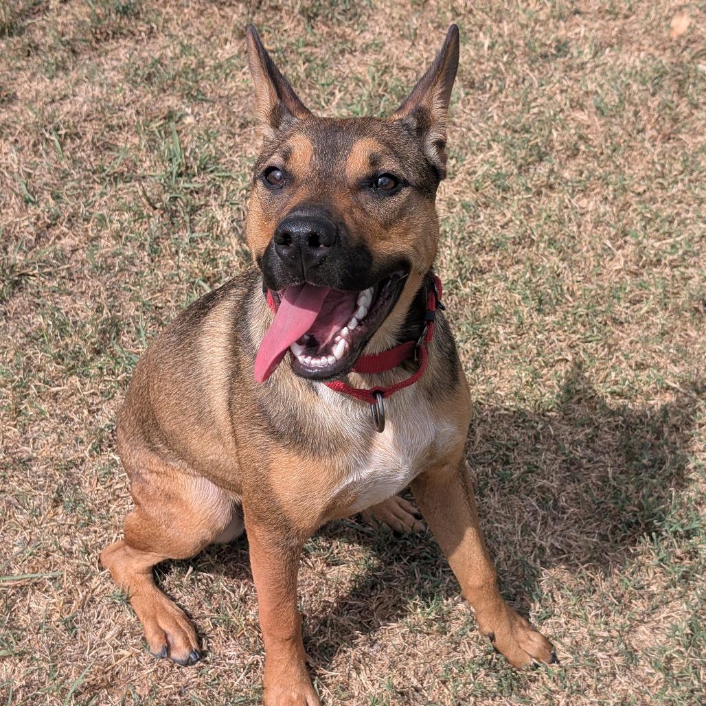 Enlarge Lenny, a Adoptable mixed breed in Tulsa, OK image 5/6