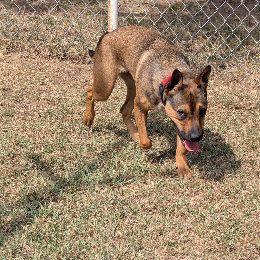 Enlarge Lenny, a Adoptable mixed breed in Tulsa, OK image 6/6