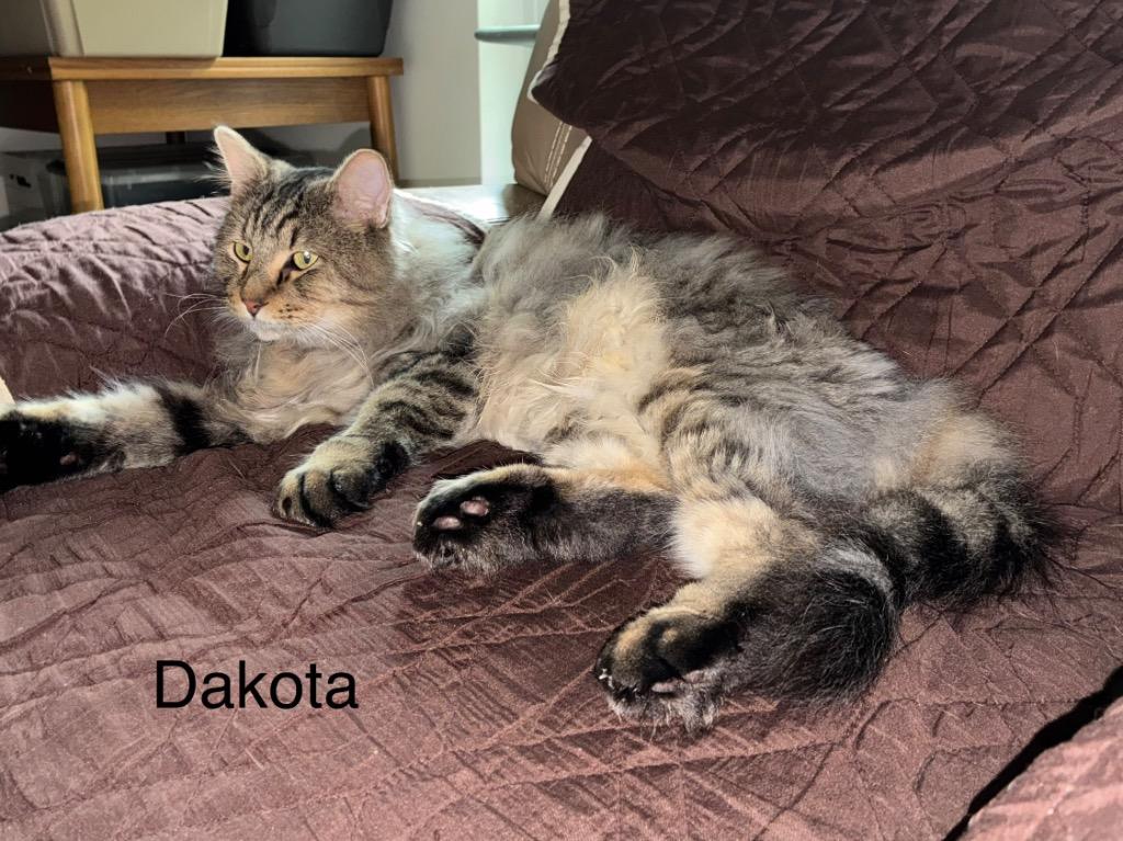 Enlarge Dakota, a Adoptable mixed breed in Spring, TX image 1/1