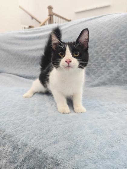 Kali, Adoptable, Kitten Female Domestic Medium Hair & Domestic Short Hair.