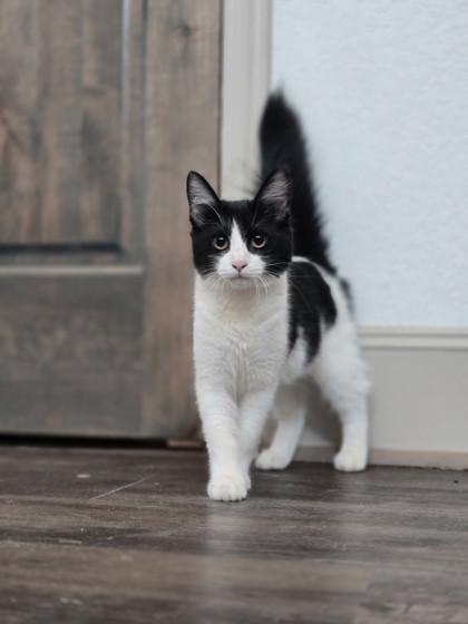 Kali, a Adoptable mixed breed in Santa Fe, TX image 2/2