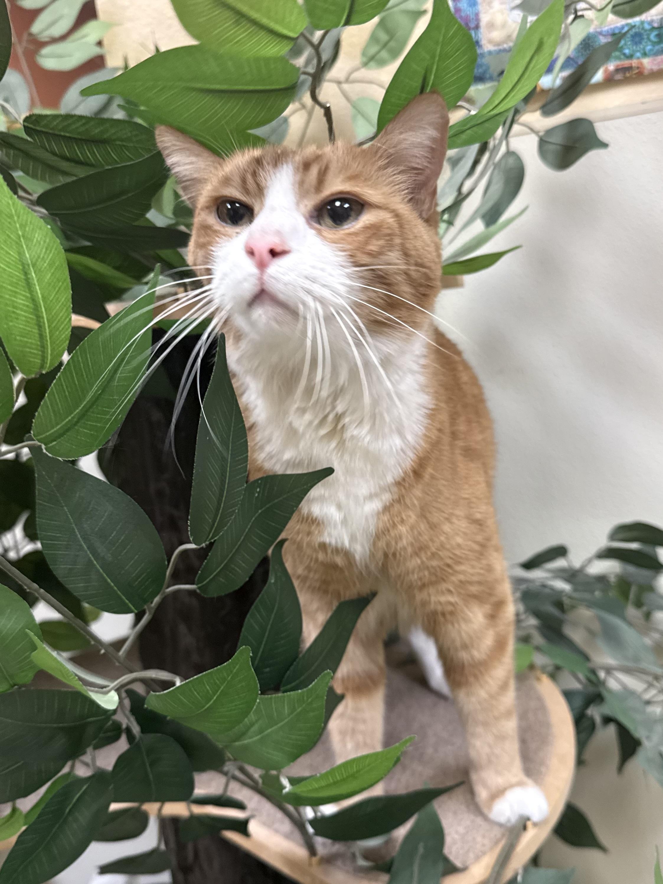 Jessie, ADOPTABLE, Adult Female Domestic Short Hair.