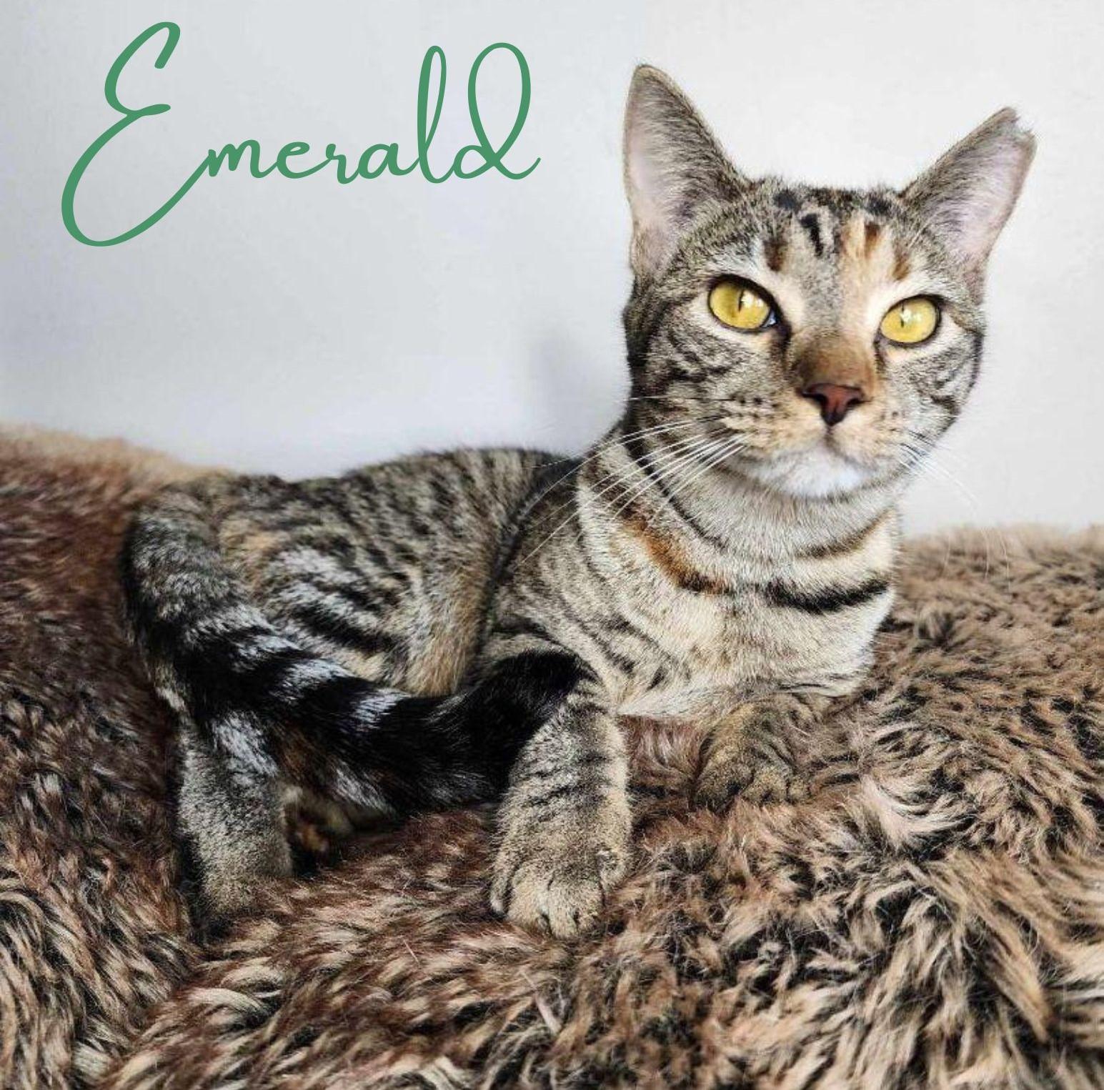 Enlarge Emerald, a Adoptable mixed breed in Greensburg, PA image 1/6