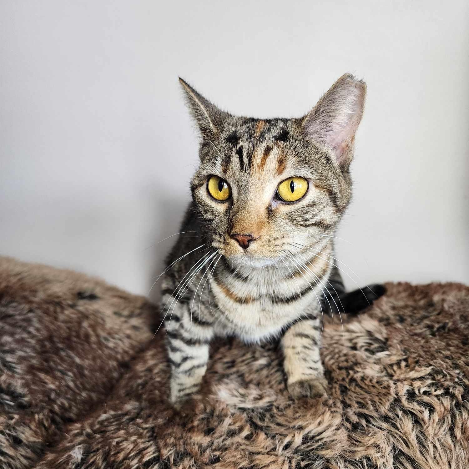 Enlarge Emerald, a Adoptable mixed breed in Greensburg, PA image 5/6