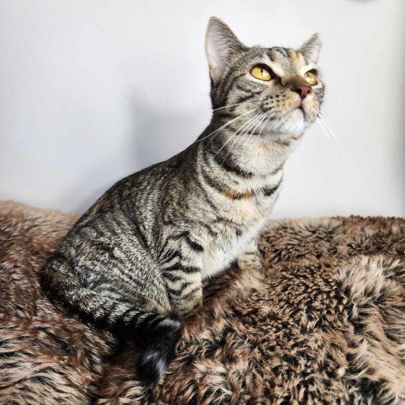 Enlarge Emerald, a Adoptable mixed breed in Greensburg, PA image 6/6