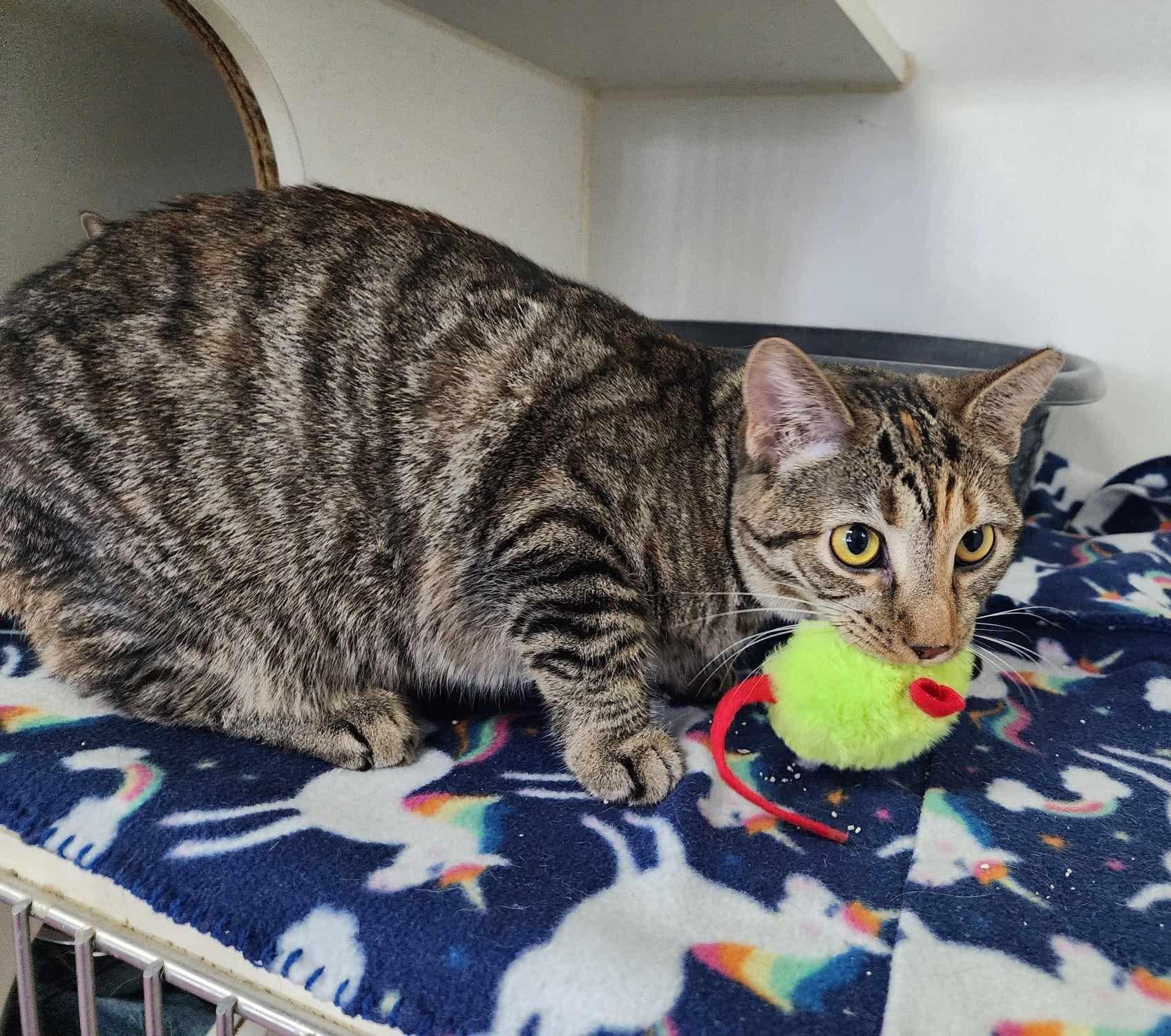 Enlarge Emerald, a Adoptable mixed breed in Greensburg, PA image 4/6