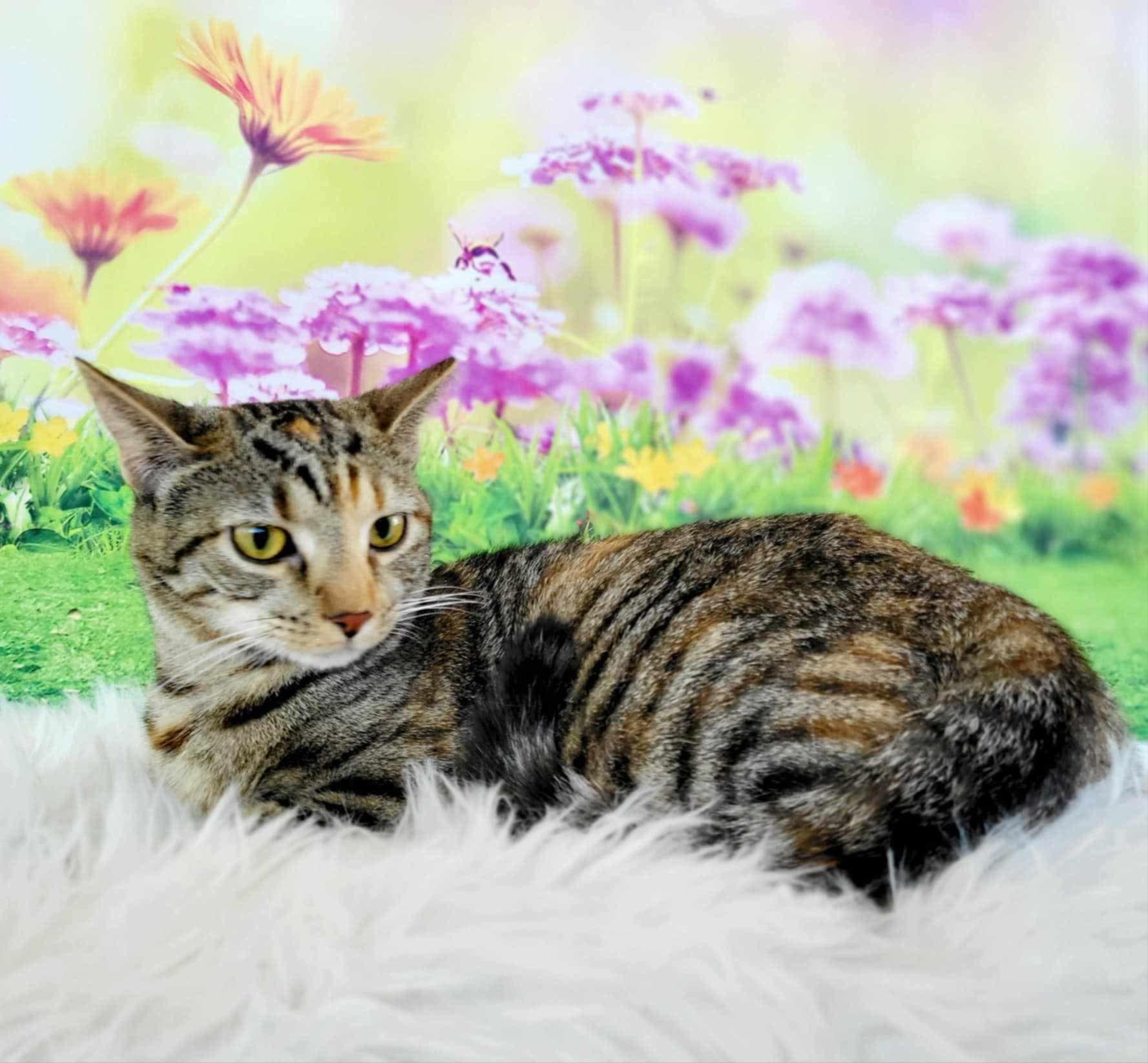 Enlarge Emerald, a Adoptable mixed breed in Greensburg, PA image 3/6