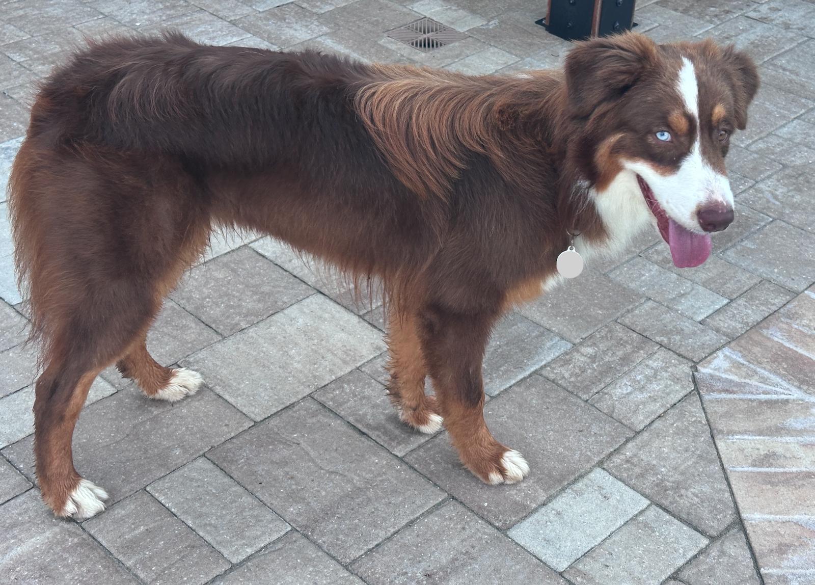 Enlarge Oliver ADOPTION PENDING, a Adoptable Australian Shepherd in Osteen, FL image 1/3