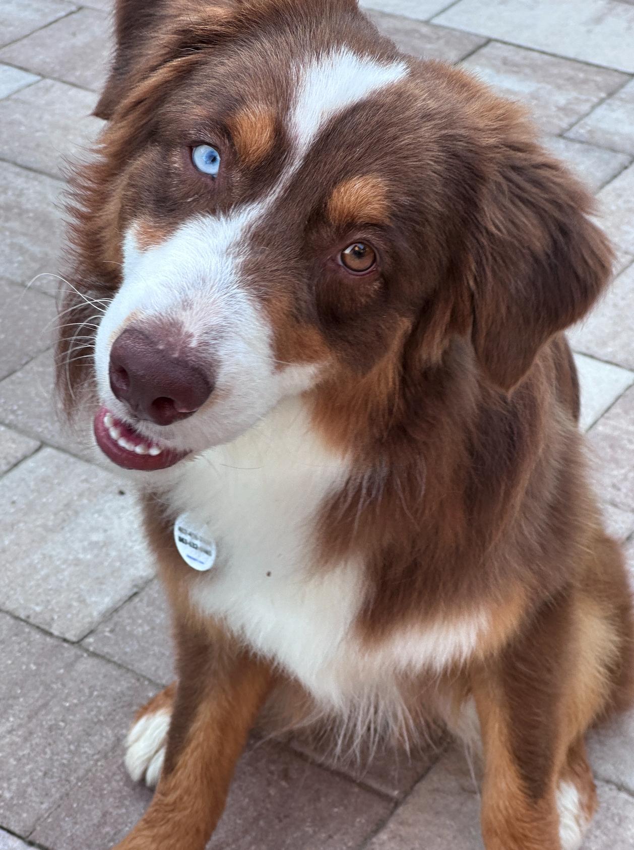 Enlarge Oliver ADOPTION PENDING, a Adoptable Australian Shepherd in Osteen, FL image 2/3