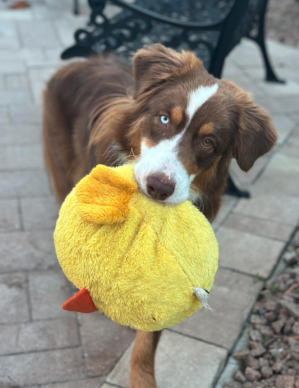 Enlarge Oliver ADOPTION PENDING, a Adoptable Australian Shepherd in Osteen, FL image 3/3