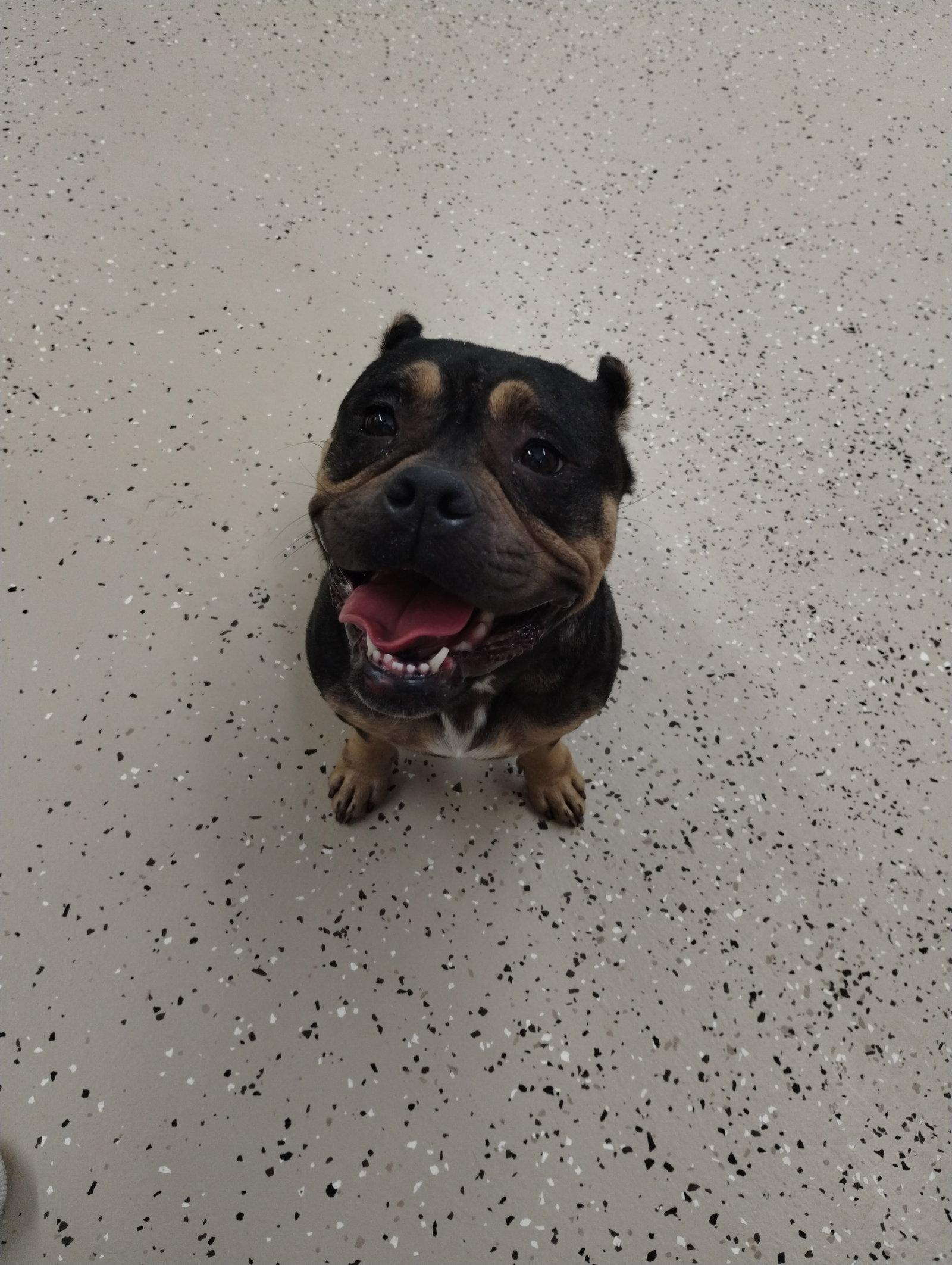 Enlarge Sapphire, a Adoptable Mixed Breed in York, SC image 1/3