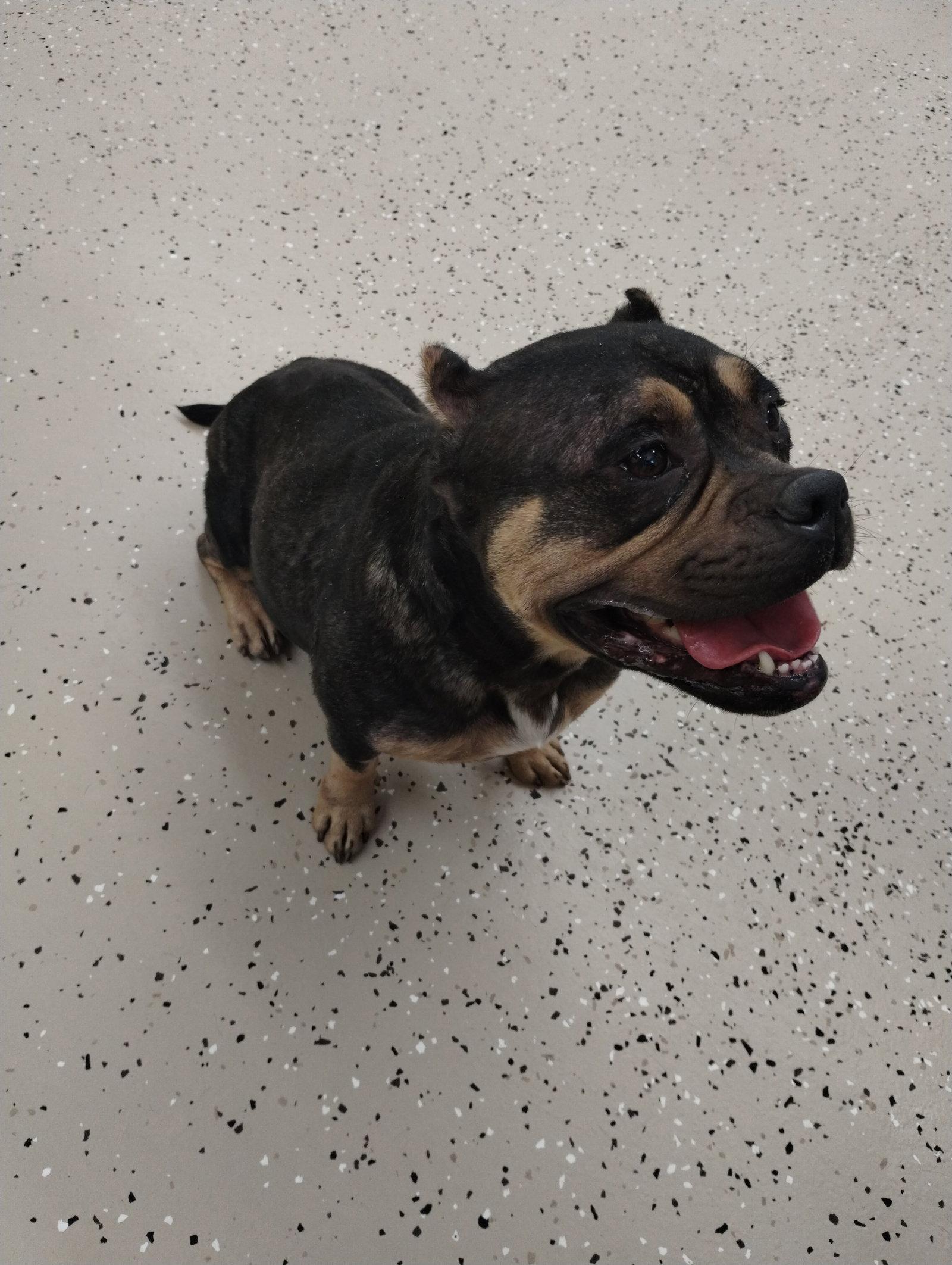 Enlarge Sapphire, a Adoptable Mixed Breed in York, SC image 2/3