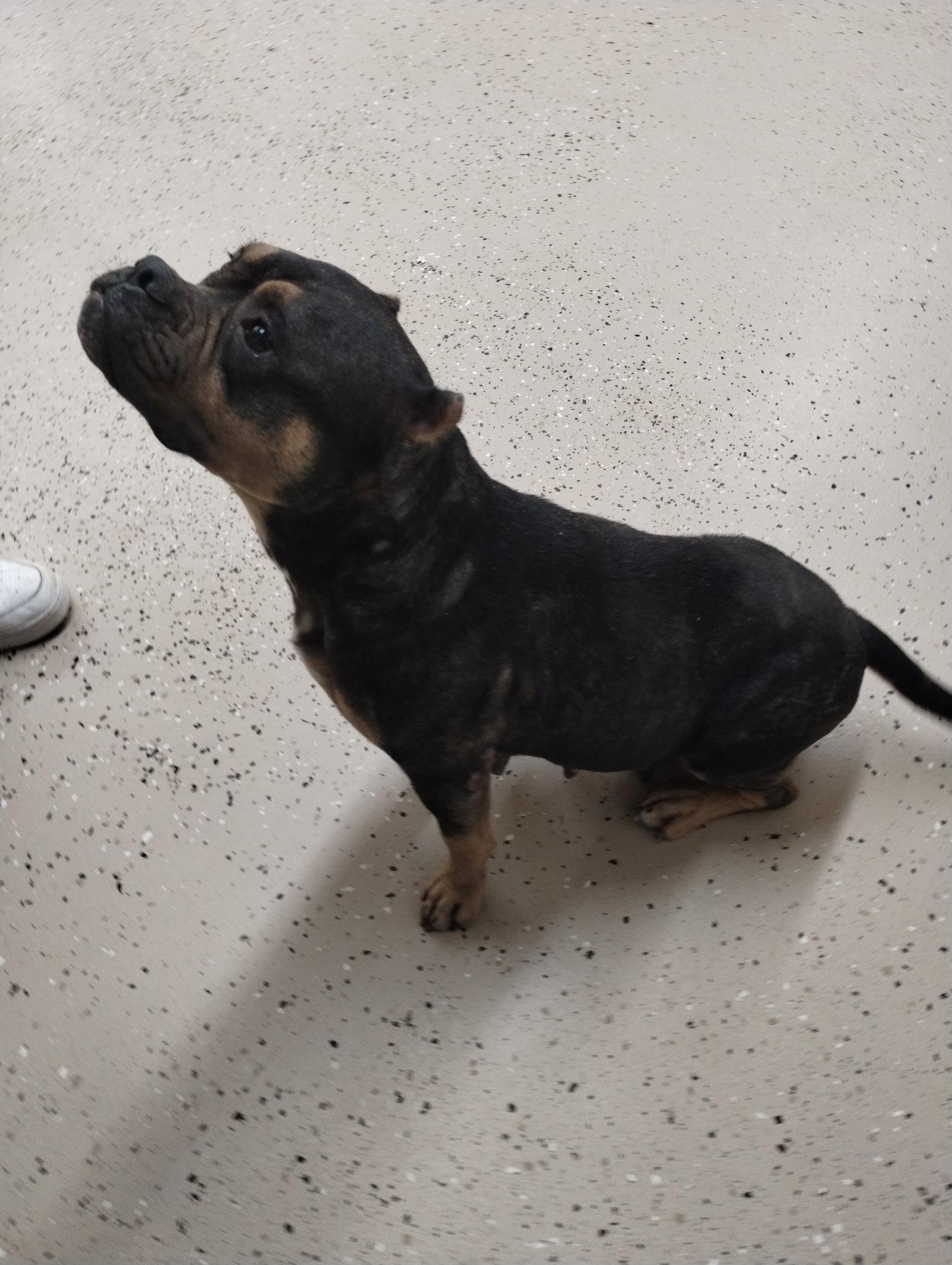 Enlarge Sapphire, a Adoptable Mixed Breed in York, SC image 3/3