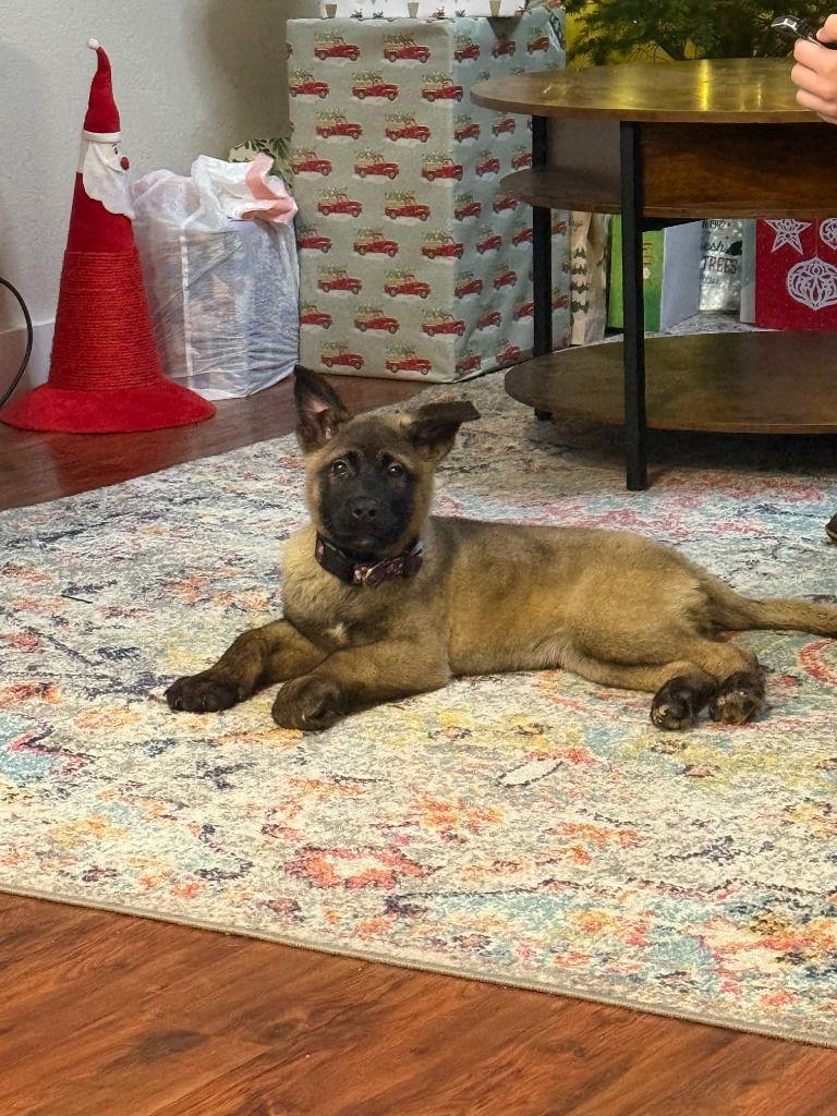 25-03 Mila, Adoptable, Puppy Female Akita & German Shepherd Dog.