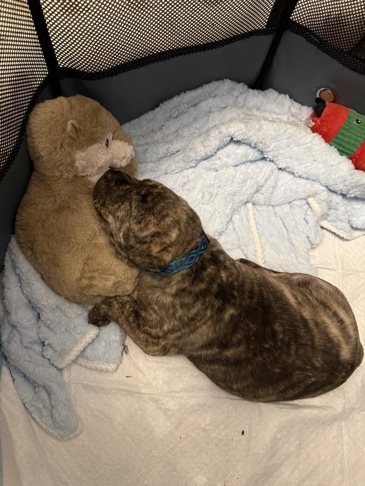 Fang, Adoptable, Puppy Male Mixed Breed.