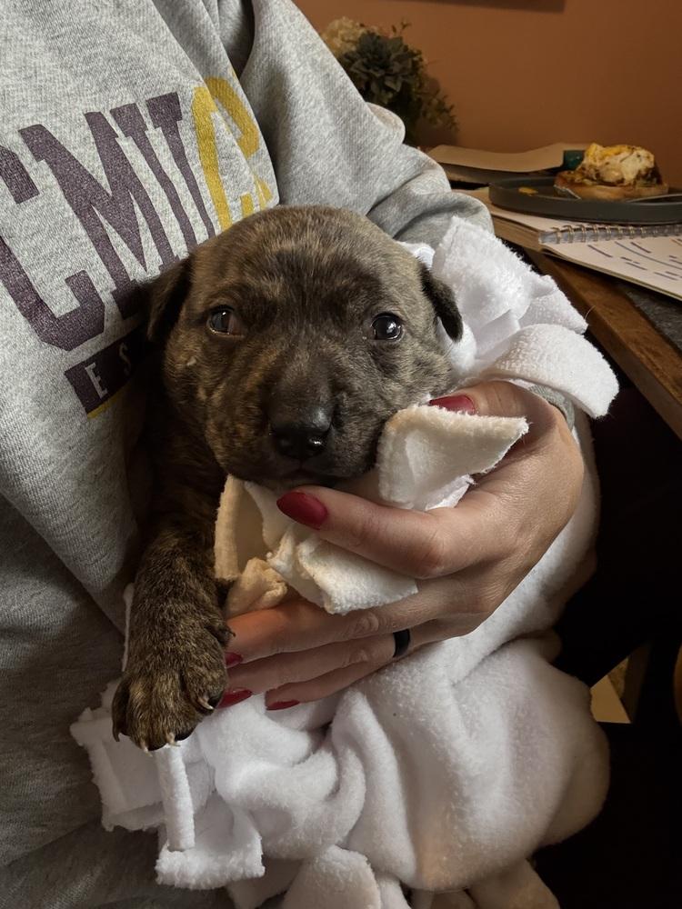 Enlarge Fang, a Adoptable mixed breed in Clinton Township, MI image 2/4