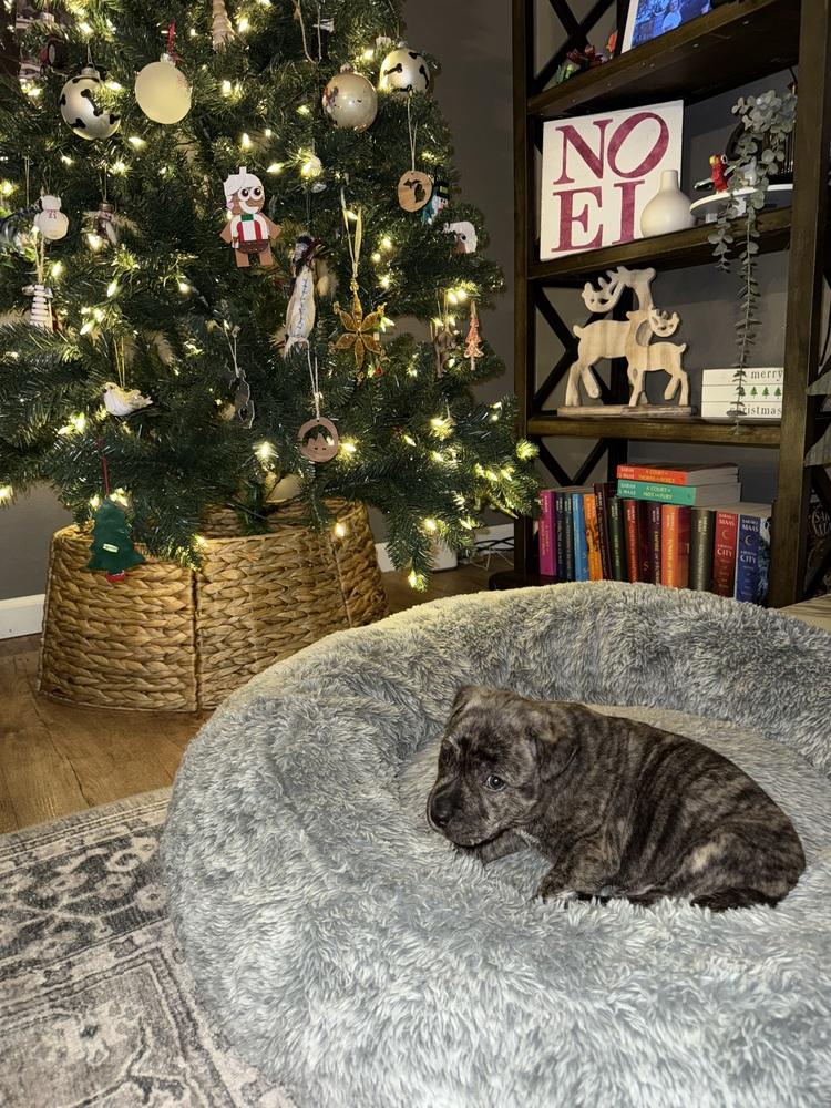 Enlarge Fang, a Adoptable mixed breed in Clinton Township, MI image 3/4