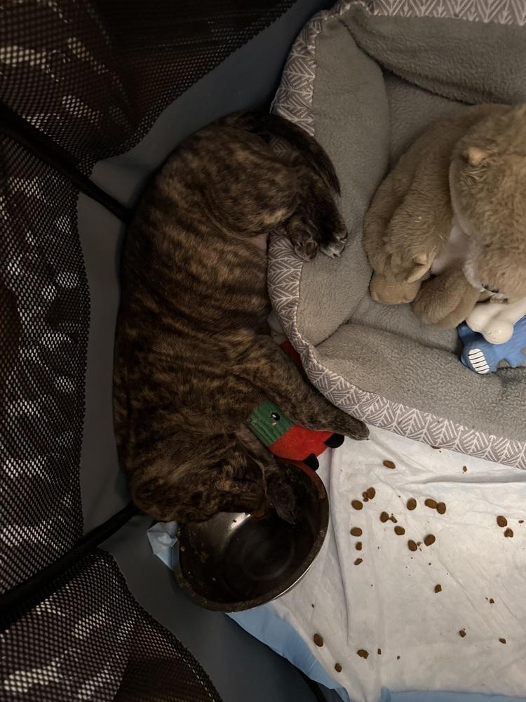 Enlarge Fang, a Adoptable mixed breed in Clinton Township, MI image 4/4