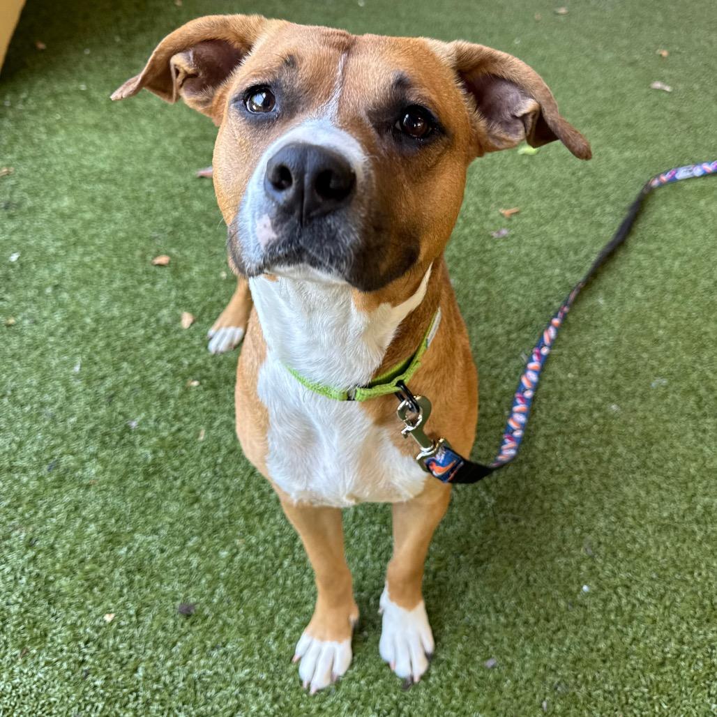 Tipper, Adoptable, Adult Female American Bulldog & Terrier.