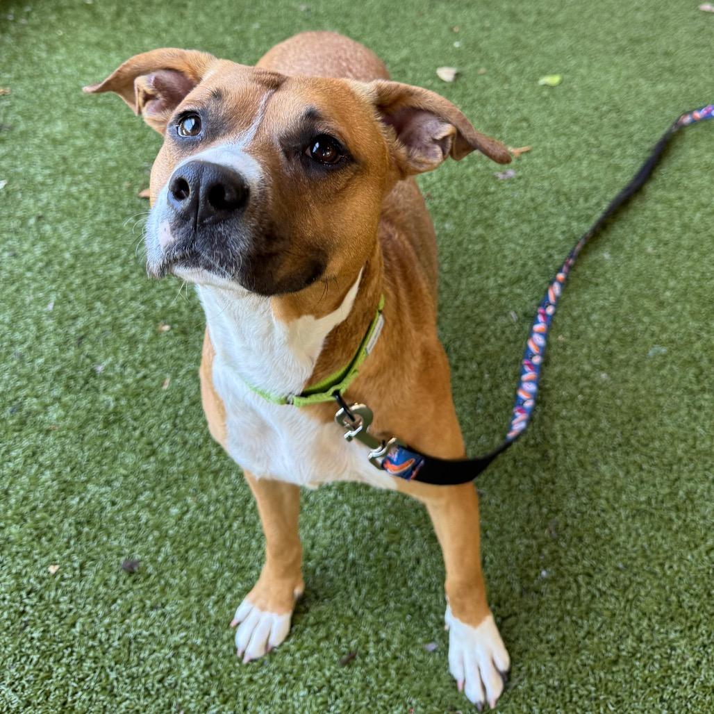 Enlarge Tipper, a Adoptable mixed breed in West Palm Beach, FL image 2/5