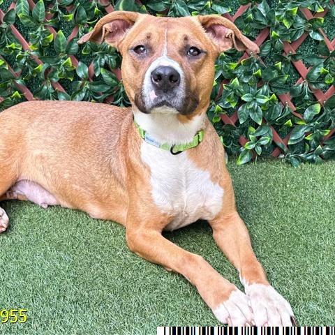 Enlarge Tipper, a Adoptable mixed breed in West Palm Beach, FL image 3/5
