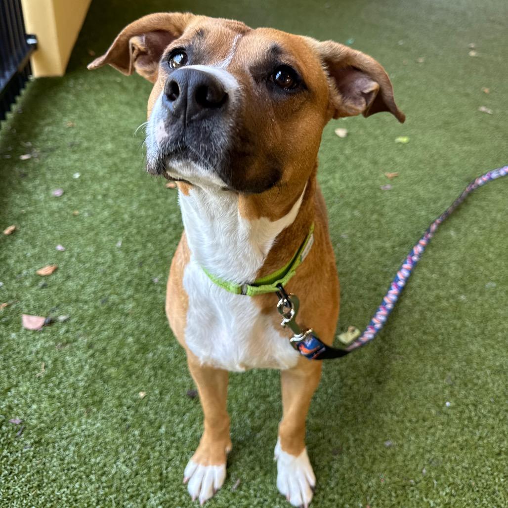 Enlarge Tipper, a Adoptable mixed breed in West Palm Beach, FL image 4/5