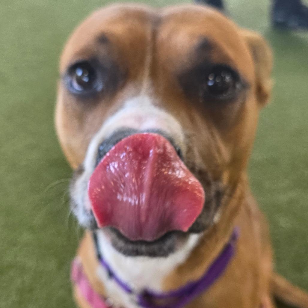 Enlarge Tipper, a Adoptable mixed breed in West Palm Beach, FL image 5/5