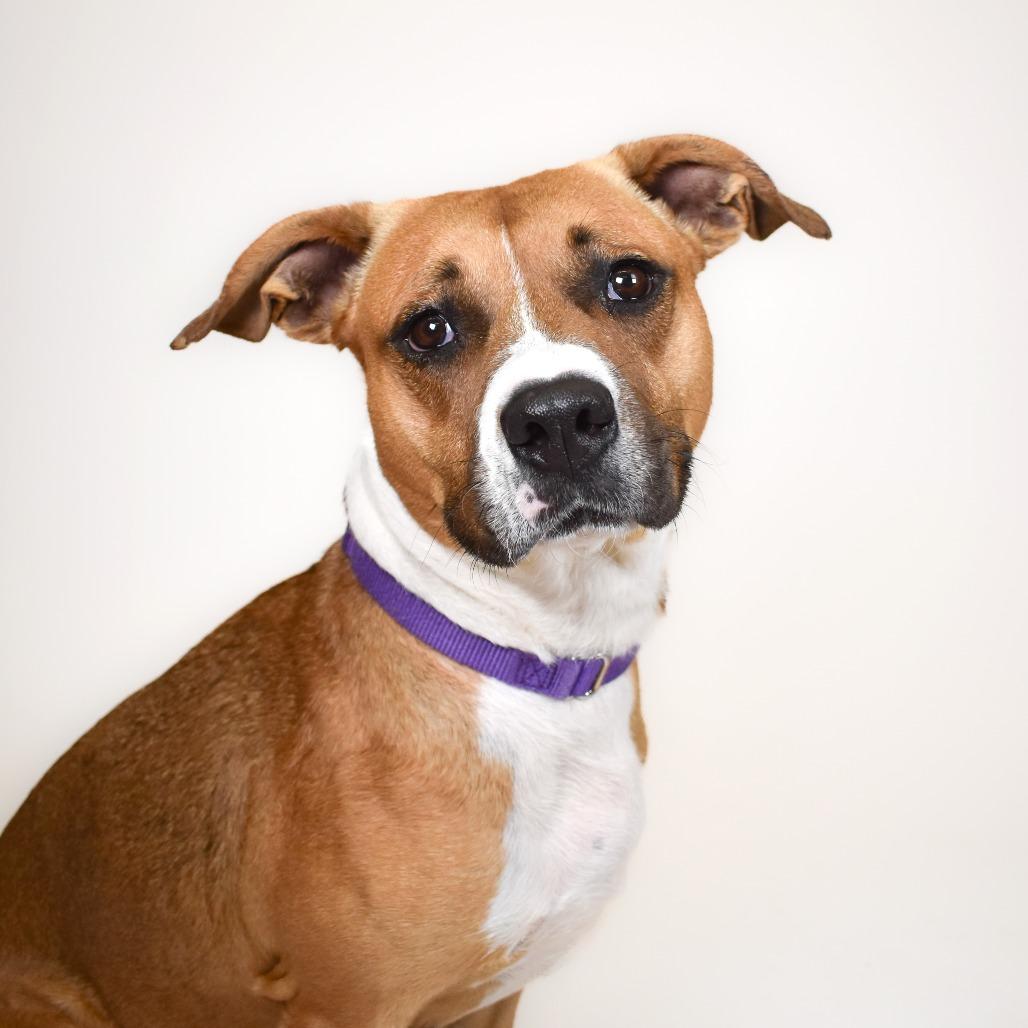 Enlarge Tipper, a Adoptable mixed breed in West Palm Beach, FL image 6/6