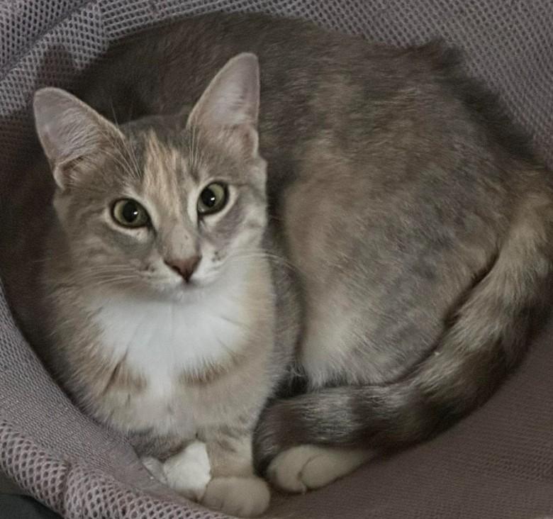 Enlarge Angie and Sammy, a Adoptable Domestic Short Hair in Duette, FL image 1/4