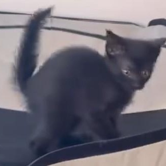 Enlarge Angie and Sammy, a Adoptable Domestic Short Hair in Duette, FL image 4/4