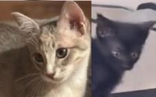 Enlarge Angie and Sammy, a Adoptable Domestic Short Hair in Duette, FL image 3/4