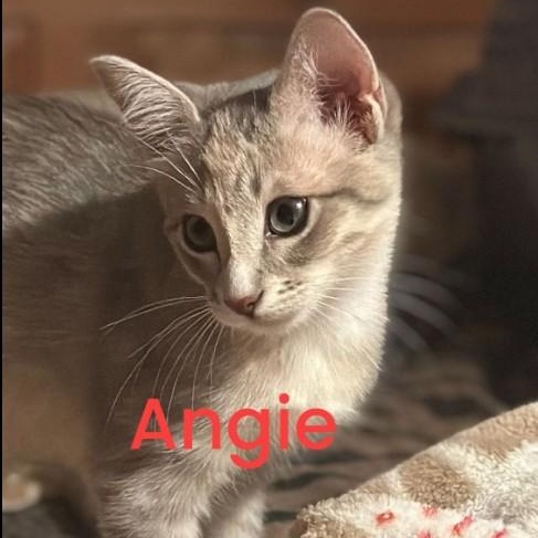 Enlarge Angie and Sammy, a Adoptable Domestic Short Hair in Duette, FL image 2/4
