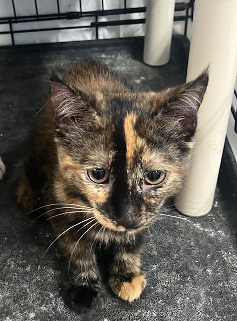 Kara, a Adoptable Domestic Short Hair in Chambersburg, PA image 2/2