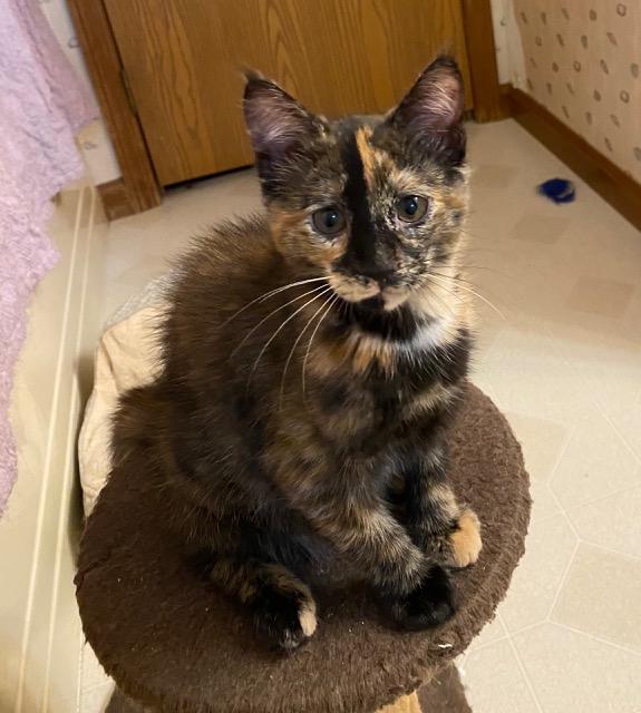 Kara, Adoptable, Kitten Female Domestic Short Hair.