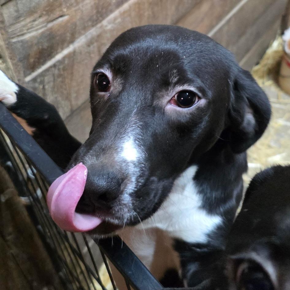 Bailey, Adoptable, Young Female Black Labrador Retriever & Pit Bull Terrier.