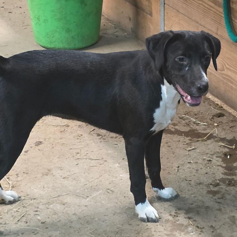 Enlarge Bailey, a Adoptable mixed breed in Mooresville, IN image 2/6