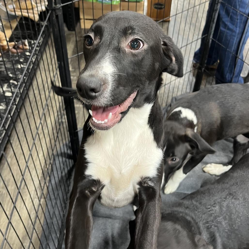 Enlarge Bailey, a Adoptable mixed breed in Mooresville, IN image 3/6