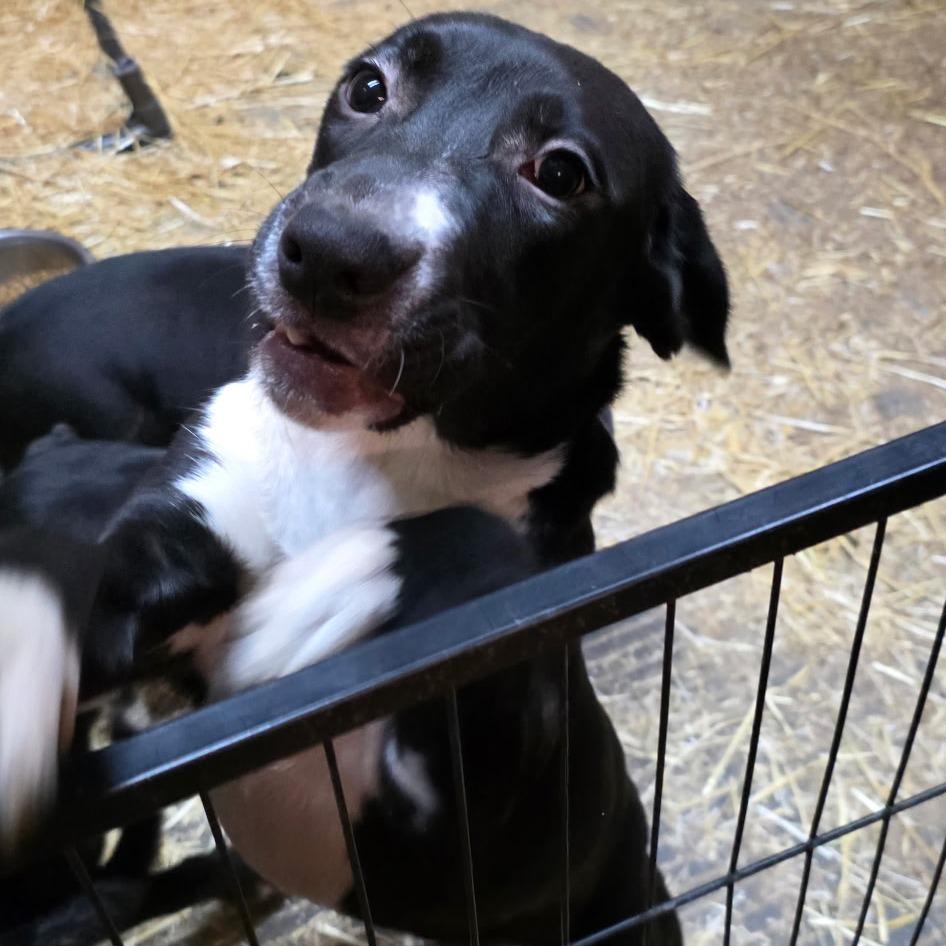 Enlarge Bailey, a Adoptable mixed breed in Mooresville, IN image 4/6