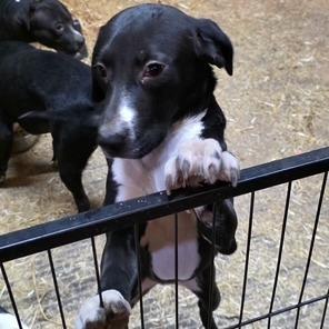 Enlarge Bailey, a Adoptable mixed breed in Mooresville, IN image 5/6