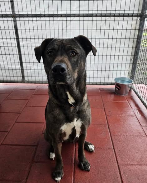 Baby, a Adoptable mixed breed in Crescent city, CA image 2/3