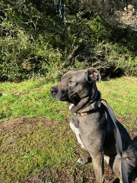 Baby, Adoptable, Adult Female Cane Corso & Siberian Husky.