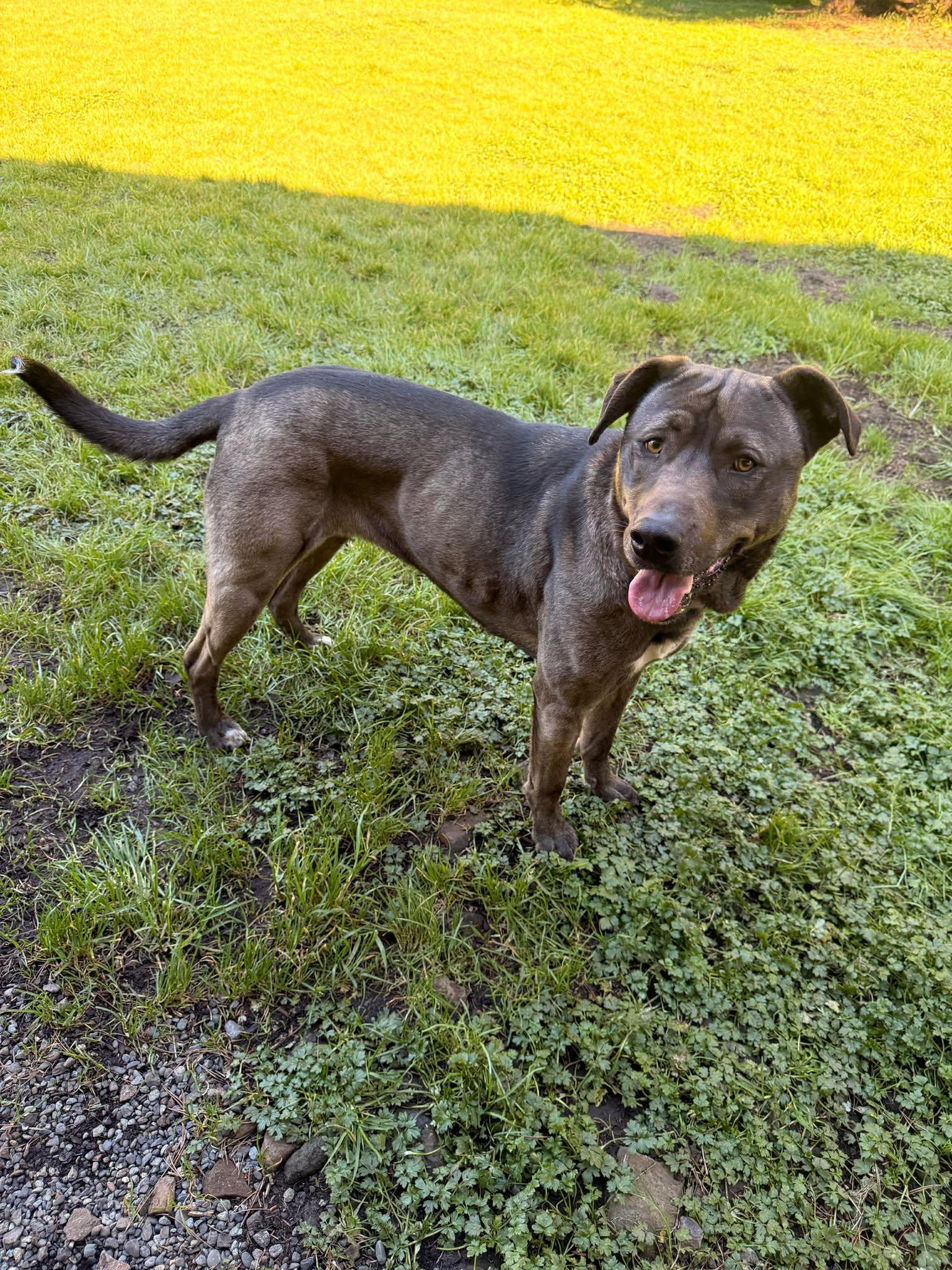 Enlarge Baby, a Adoptable mixed breed in Crescent city, CA image 5/6