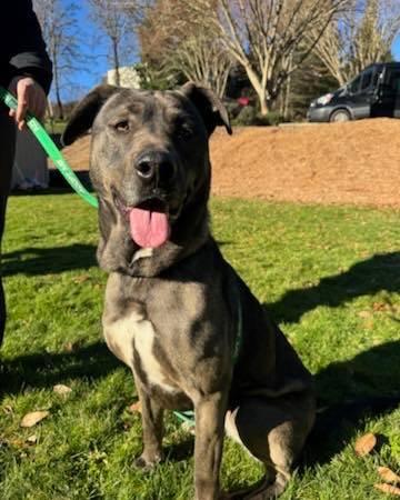 Enlarge Baby, a Adoptable mixed breed in Crescent city, CA image 6/6