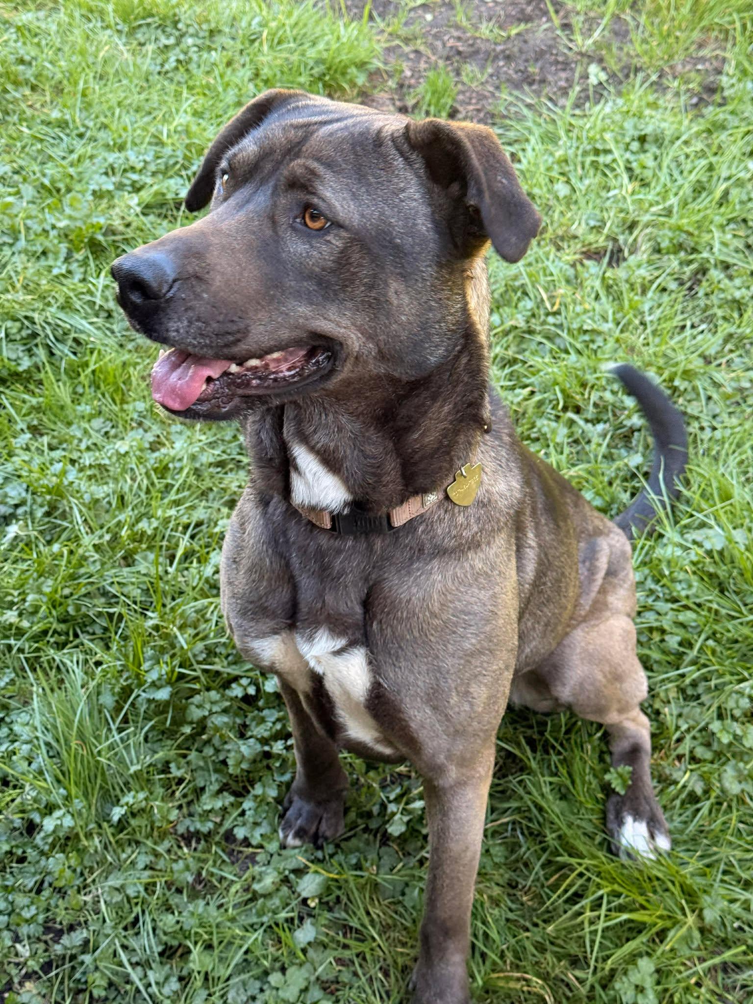 Enlarge Baby, a Adoptable mixed breed in Crescent city, CA image 1/6