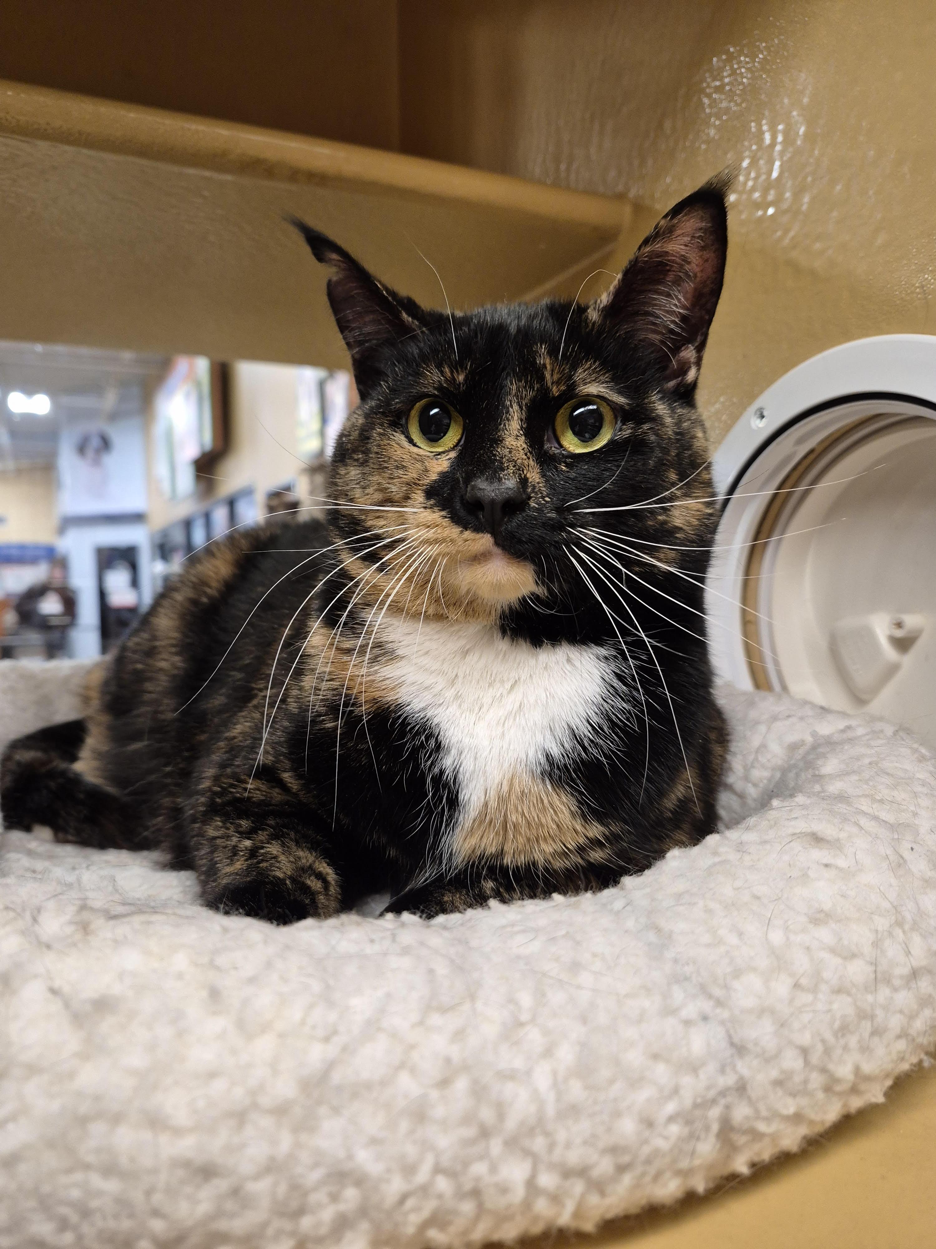 Enlarge Tia , an adopted Domestic Short Hair in Fairfax, VA image 3/3