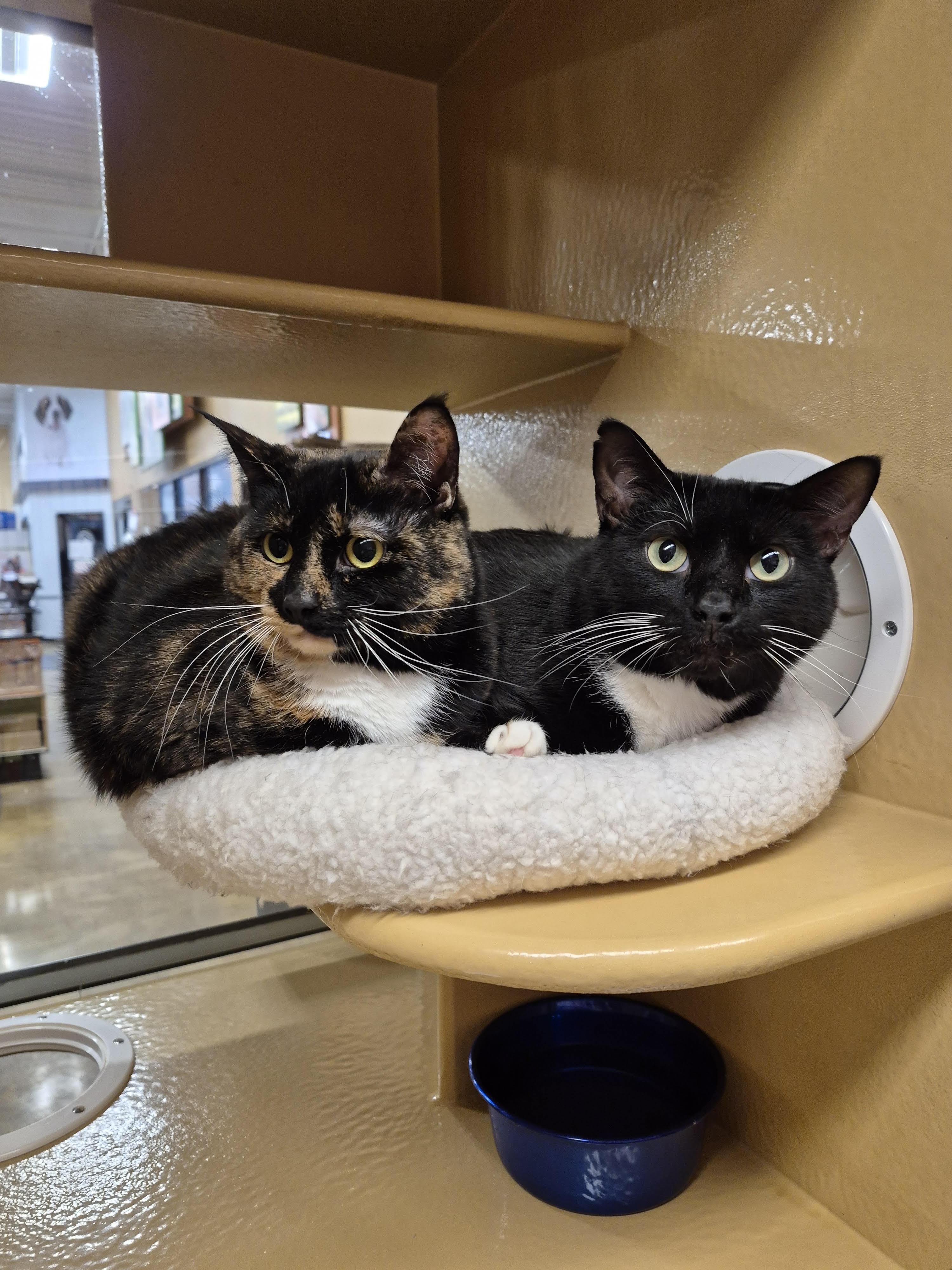 Enlarge Tia , an adopted Domestic Short Hair in Fairfax, VA image 2/3