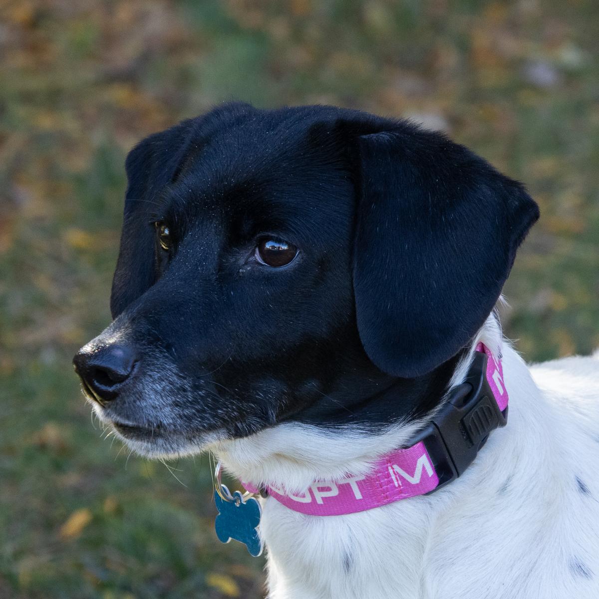 Daisy II