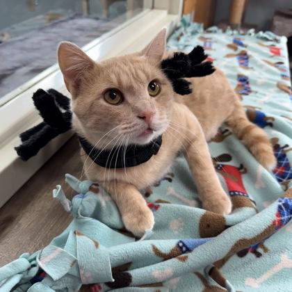 Bennigan, Adoptable, Adult Male Domestic Short Hair & Domestic Short Hair.