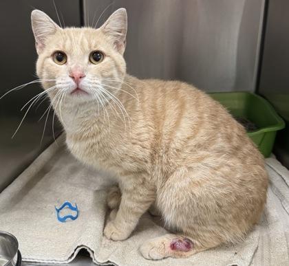 Bennigan, Adoptable, Adult Male Domestic Short Hair & Domestic Short Hair.